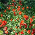Geum x 'Lady Stratheden'